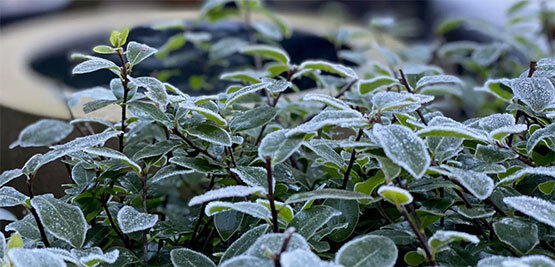 Get your garden ready for winter...